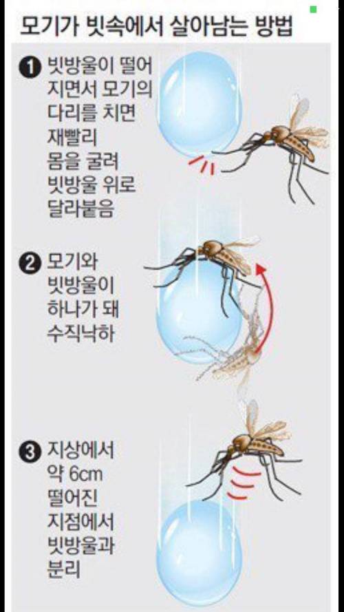 ???:비오니깐 모기들도 꽤 죽겠지?