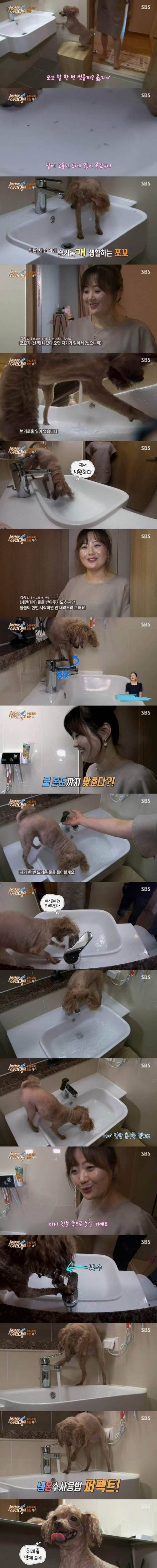똑똑한 천재푸들.jpg