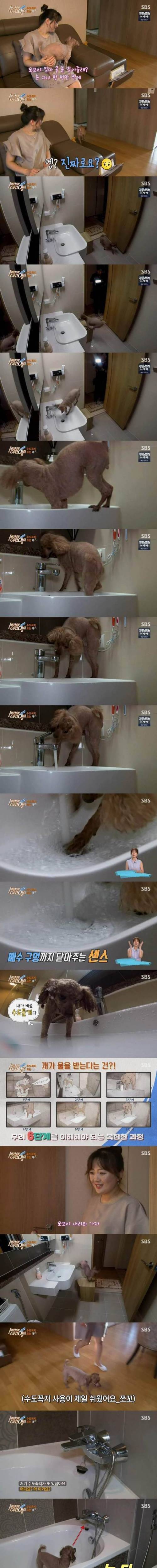 똑똑한 천재푸들.jpg