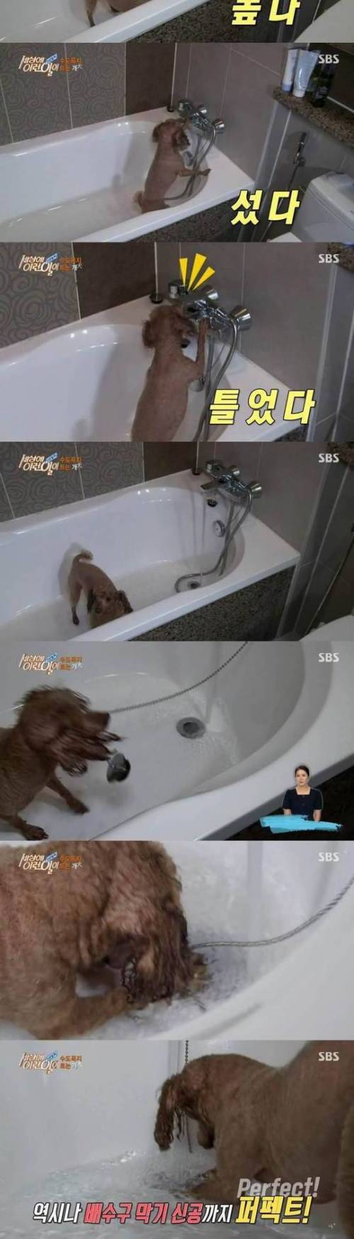 똑똑한 천재푸들.jpg