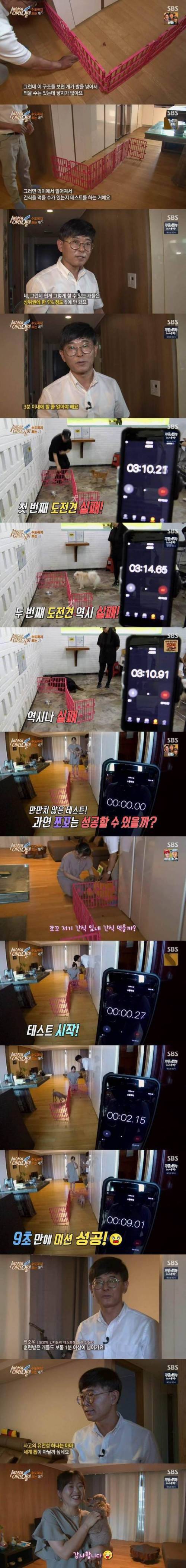 똑똑한 천재푸들.jpg