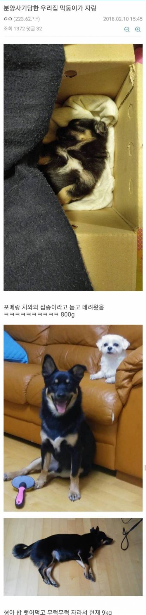 강아지 분양 사기 당한 멍갤러.jpg