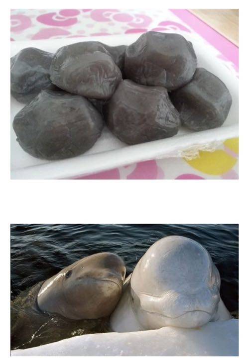 감자떡 닮은 동물.jpg
