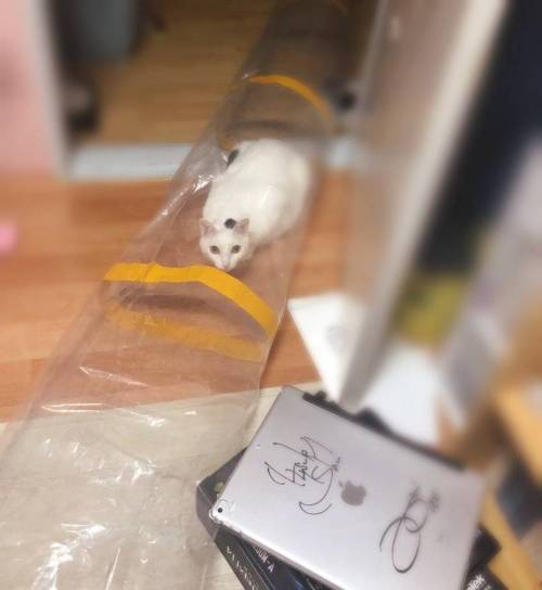 냥이의 피서법.jpg