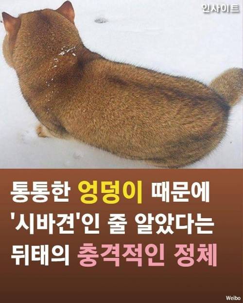 시바 궁딩이.jpg