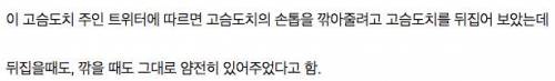손톱을 깎아줄려고 고슴도치를 뒤집어보았다.jpg
