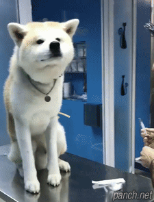 주사 개잘맞음.gif