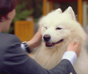 개 키우는 집 공감류 甲.gif