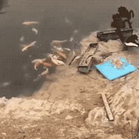 세상엔 두부류의 오리가있다.gif
