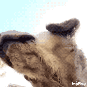 핸드폰 카메라 켜져서 갑자기 내얼굴 나올때.gif