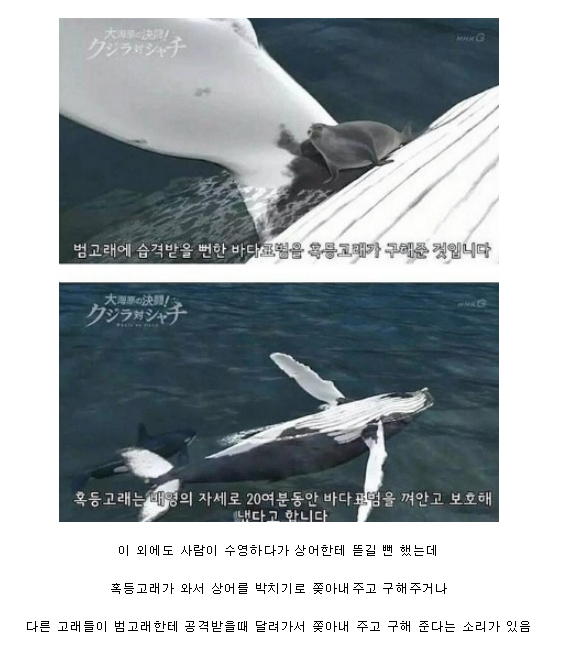바다의 대인배 혹등고래.jpg