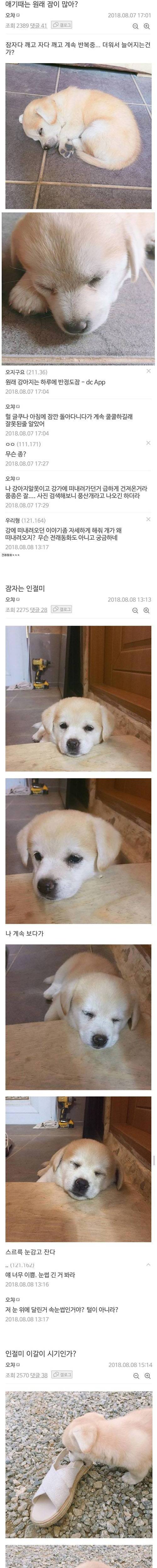[스압] 강에 빠진 개를 구한 디씨인.jpgif