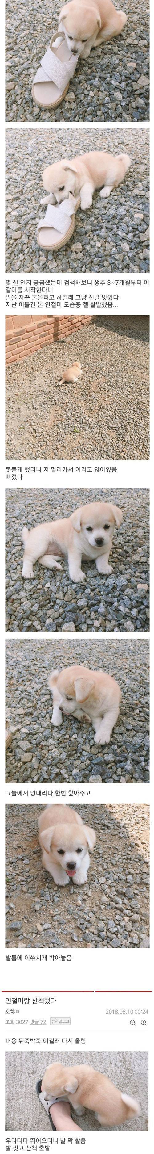 [스압] 강에 빠진 개를 구한 디씨인.jpgif