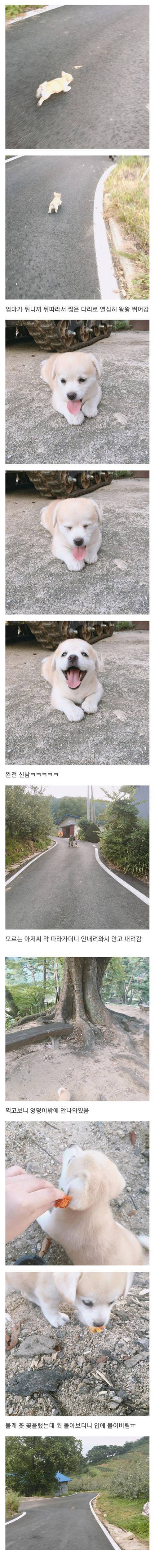 [스압] 강에 빠진 개를 구한 디씨인.jpgif