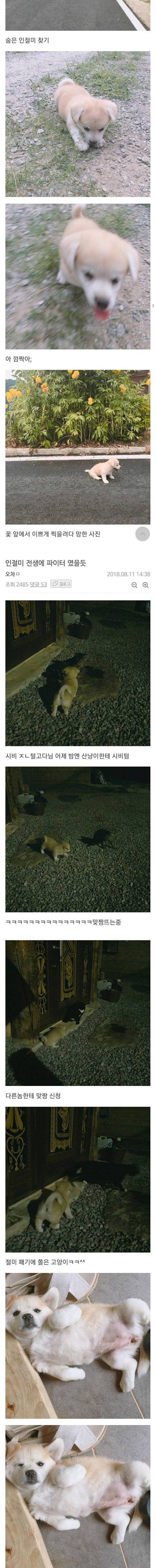 [스압] 강에 빠진 개를 구한 디씨인.jpgif