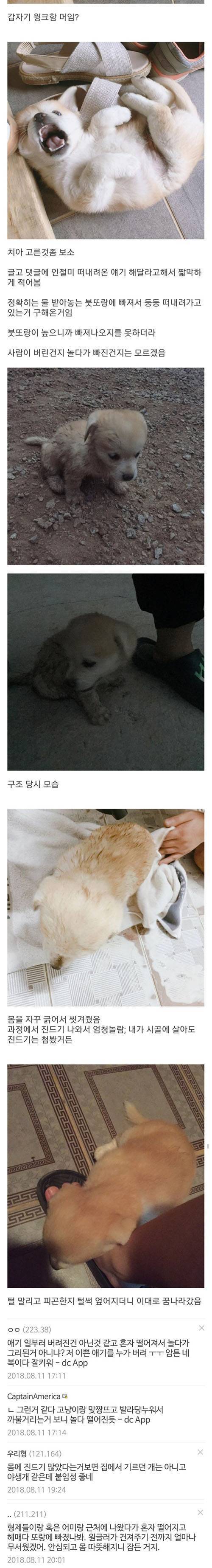[스압] 강에 빠진 개를 구한 디씨인.jpgif