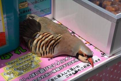 더위에 굴복한 조류.jpg