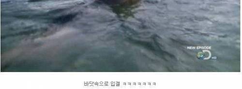 [약혐] 베어그릴스의 기행.jpg