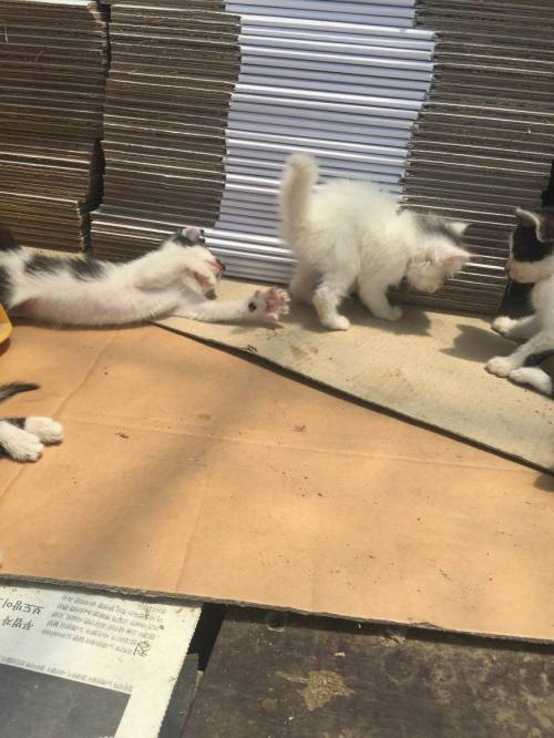 냥줍 빌런+후기.jpg