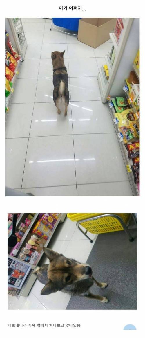 편의점 호돌이.jpg