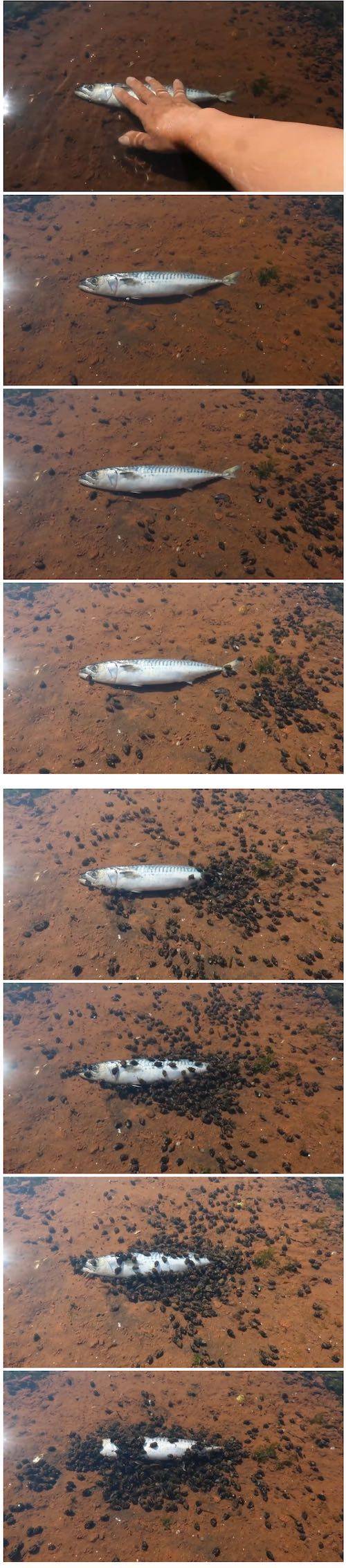 [약징]다슬기 편하게 잡는 법.jpg