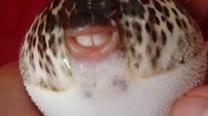 복어 이빨.jpg