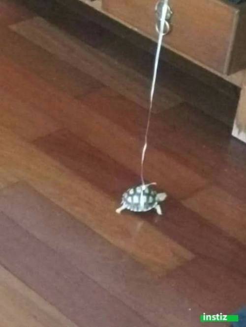 애완거북 키울때 꿀팁.jpg