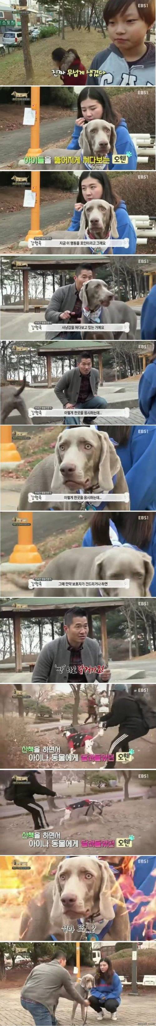 개가 공격하기 전 행동.jpg
