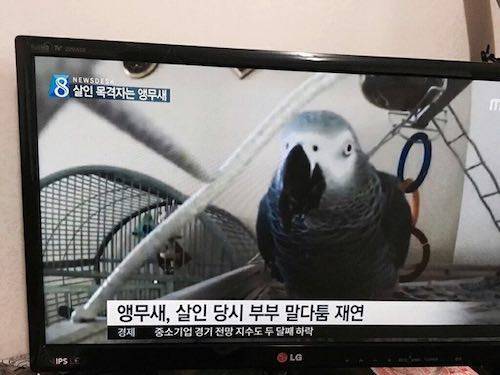 살인사건 목격자 레전드