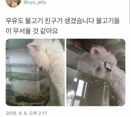 고양이 키우는 집에 어항을 들임.jpg