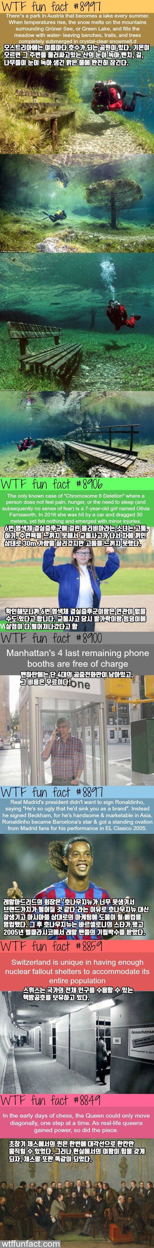 신기한 사실들.jpg