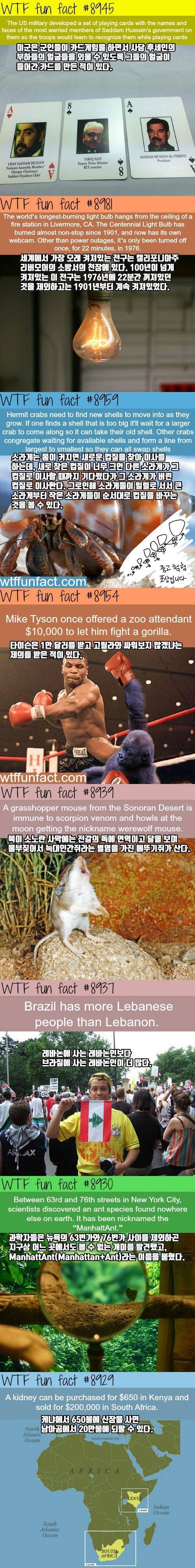 신기한 사실들.jpg