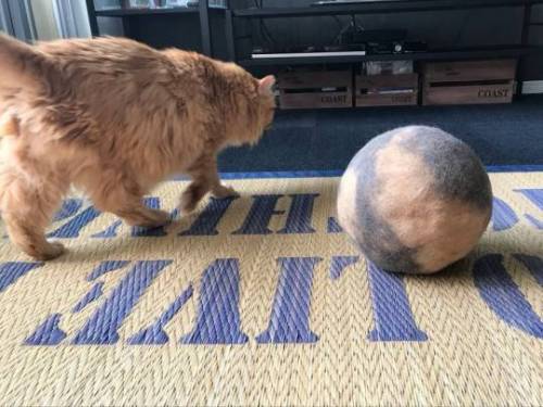 7~8년간 고양이 털 모은 사람.jpg