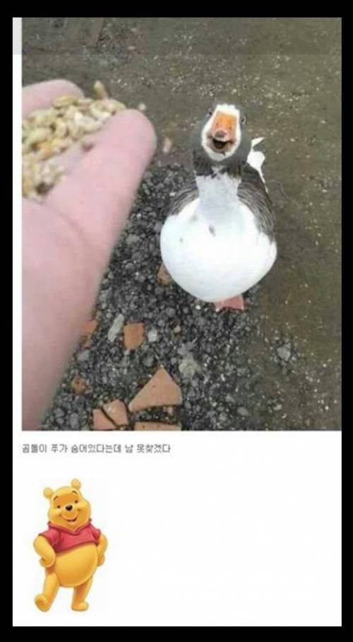 곰돌이 푸찾기.jpg