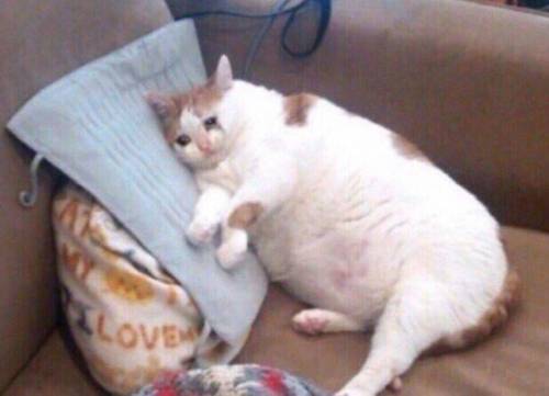슬픈 고양이 피규어.jpg