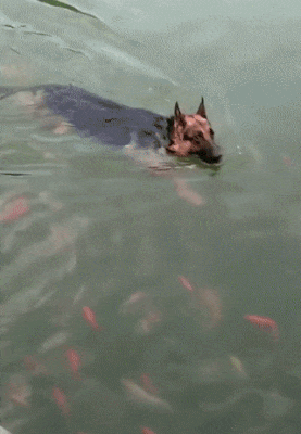 리더.gif