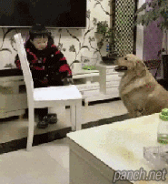 리트리버의 친절함.gif