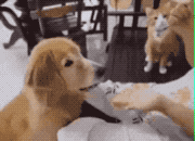 먹기 위해 미리 따라해보는 냥이.gif