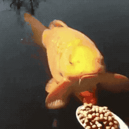 밥 먹자.gif