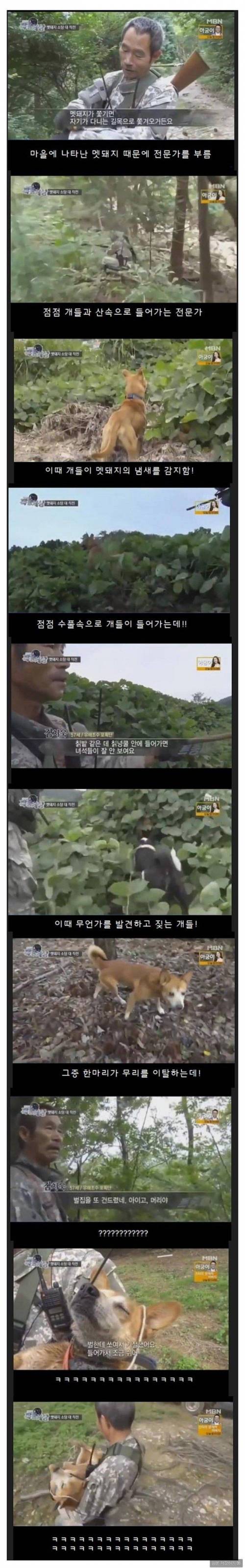 사냥개의 위엄.jpg