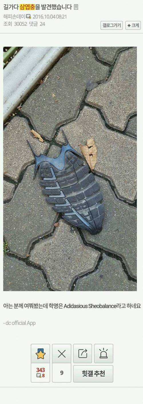허언증 갤러리 정회원들.jpg