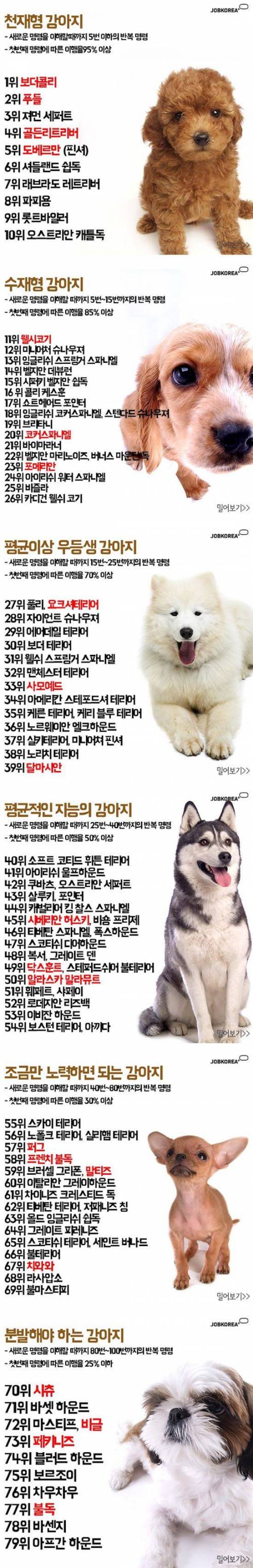 개 지능 순위.jpg