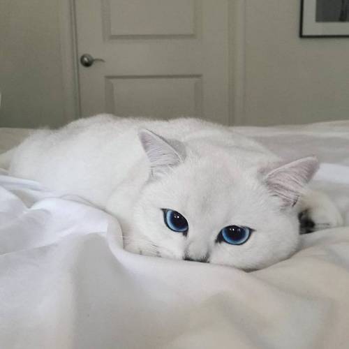 눈동자가 아름다운 고양이.jpg