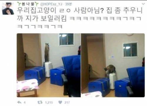 춥다고 보일러 직접 켜버리는 고양이.jpg