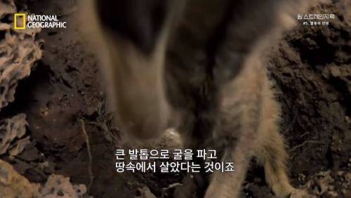대멸종 시대에 살아남은 생물.jpg