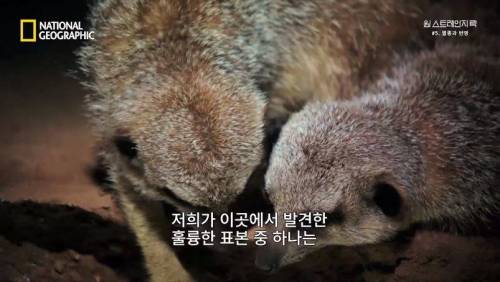 대멸종 시대에 살아남은 생물.jpg