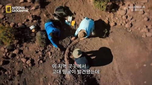 대멸종 시대에 살아남은 생물.jpg