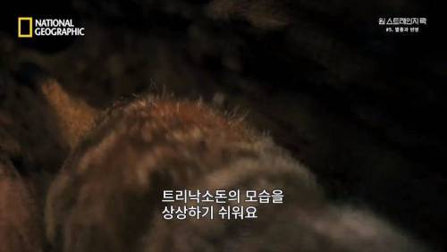 대멸종 시대에 살아남은 생물.jpg