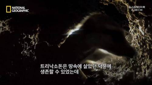 대멸종 시대에 살아남은 생물.jpg