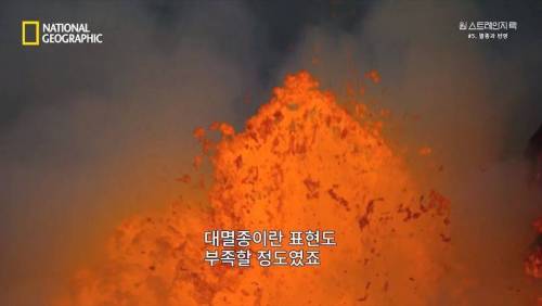 대멸종 시대에 살아남은 생물.jpg